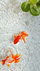 goldfish 02
